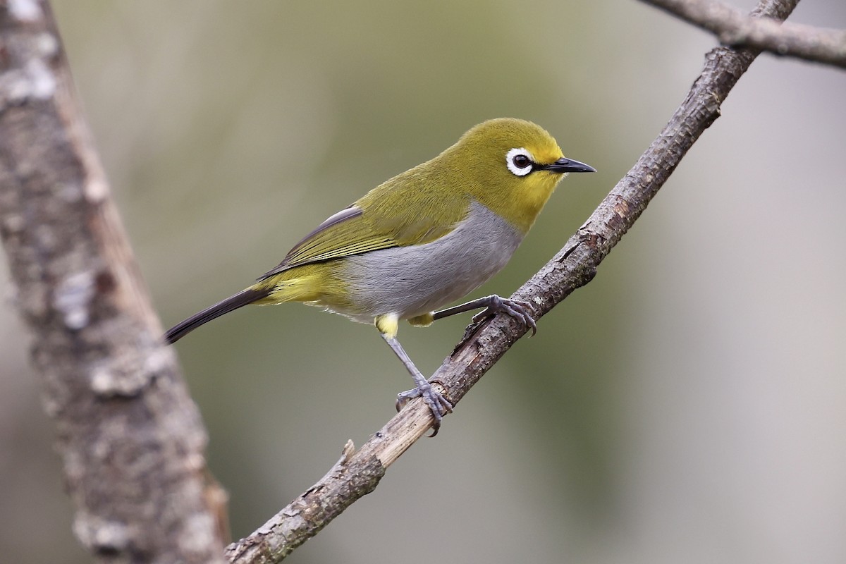 South Pare White-eye - Jonathan Slifkin