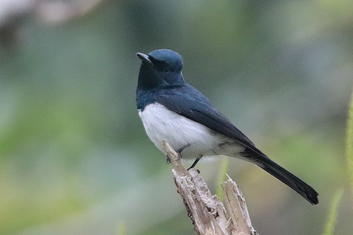 Satin Flycatcher - ML611183431