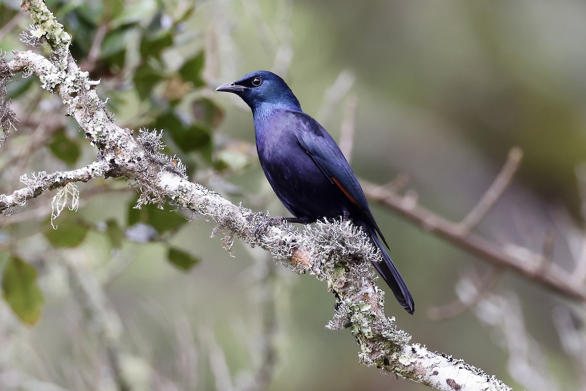 Waller's Starling (Waller's) - Jonathan Slifkin