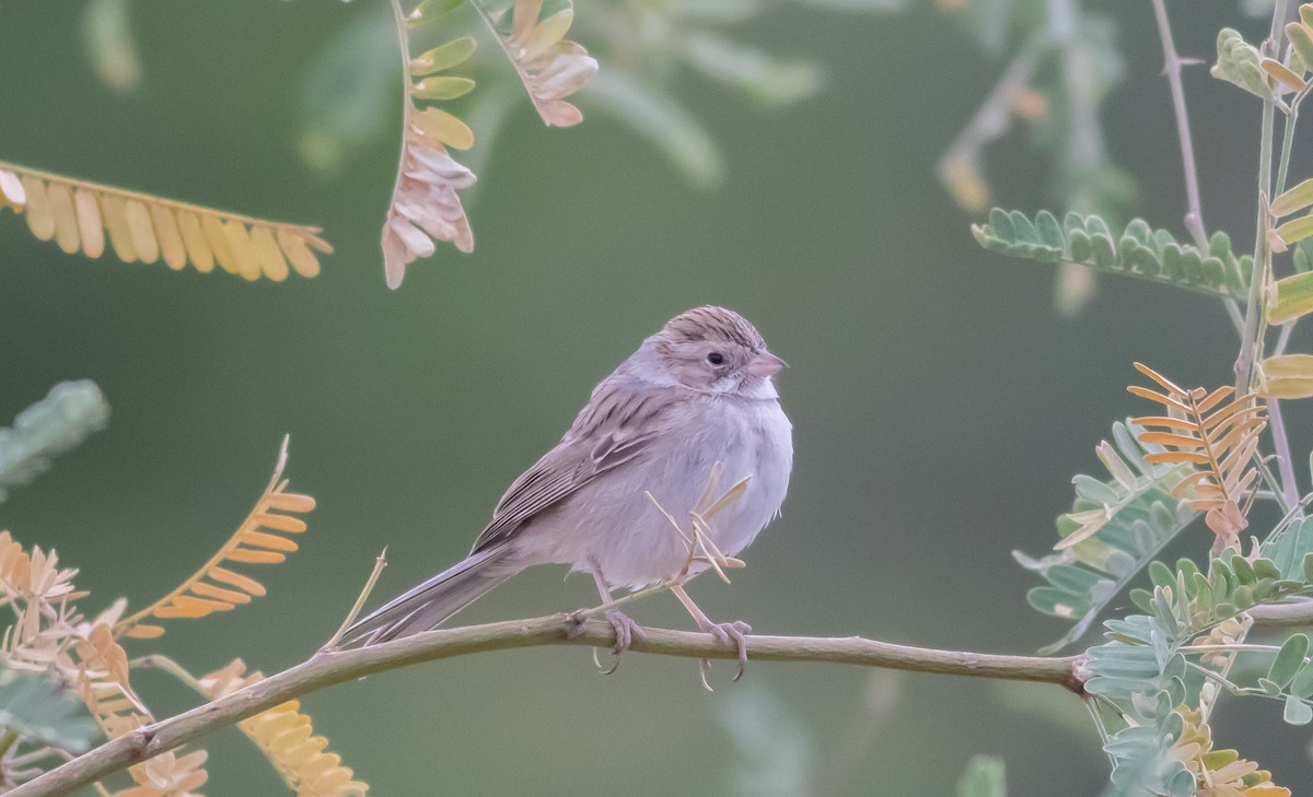 Brewer's Sparrow - Nick Pulcinella