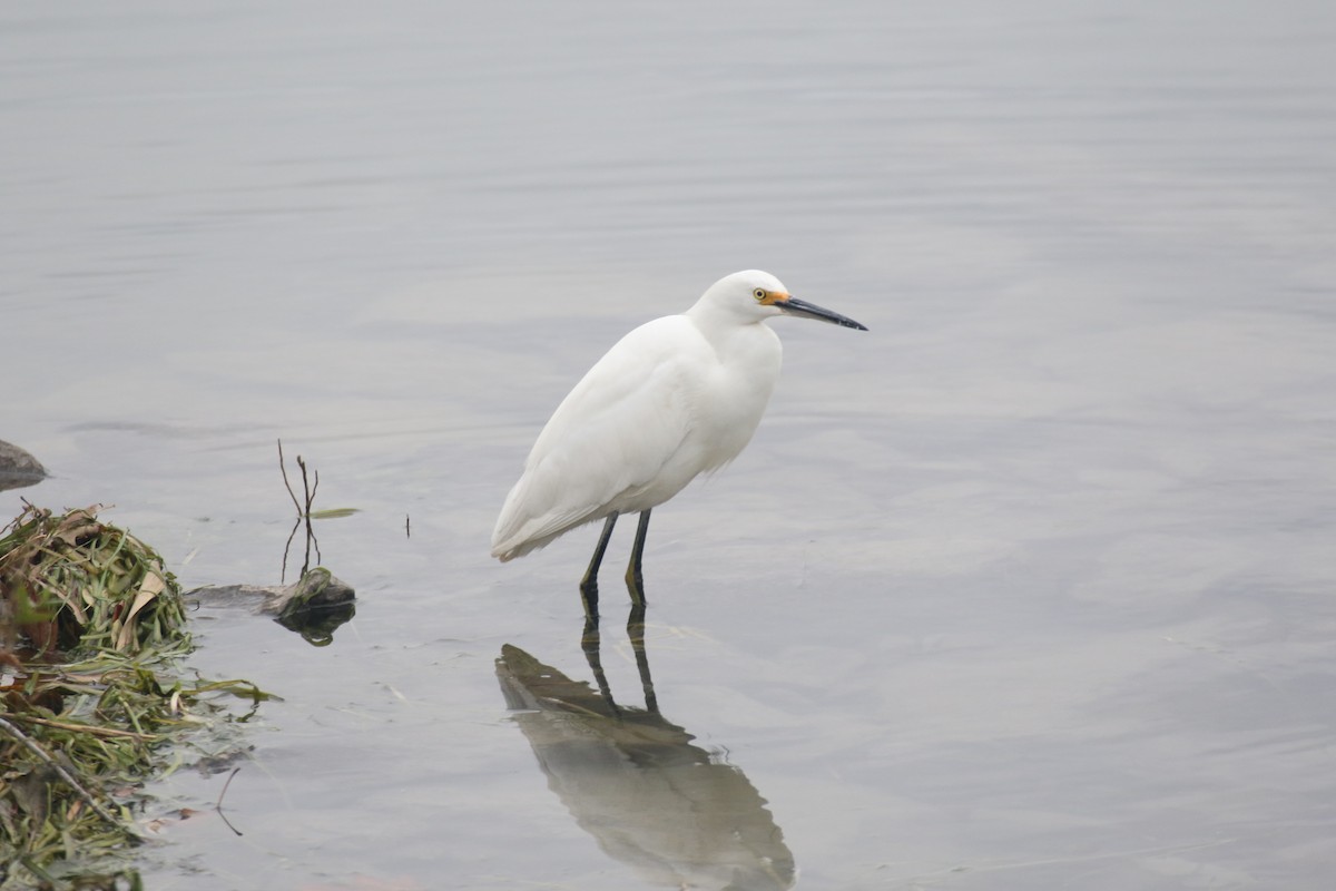 Snowy Egret - ML611183534