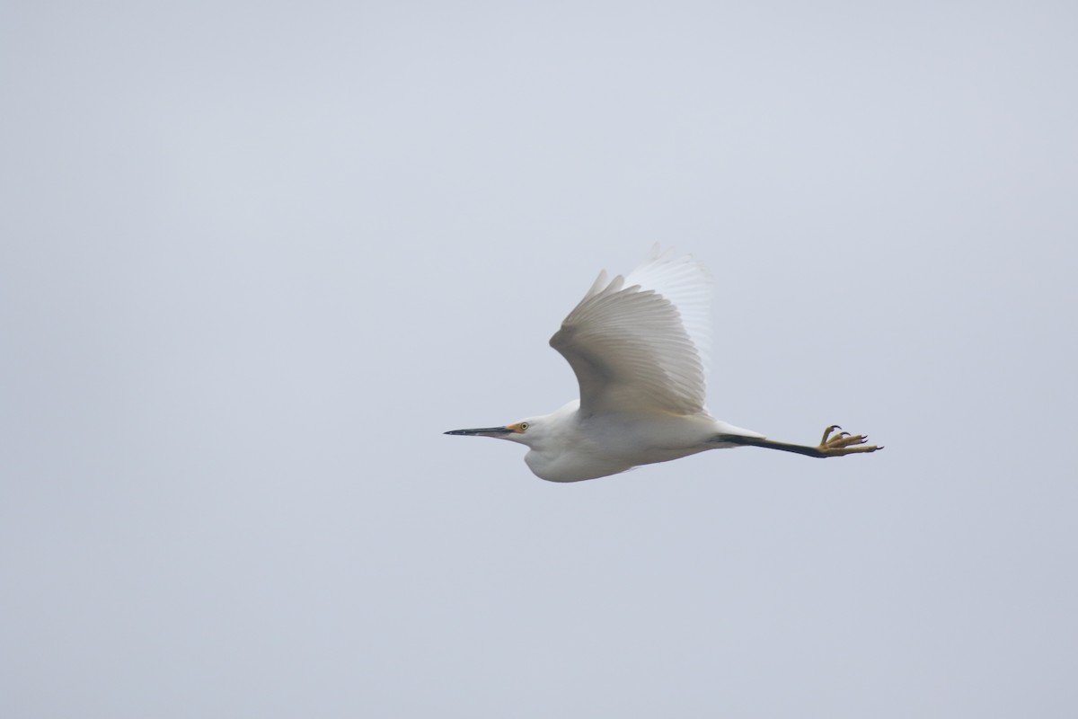 Snowy Egret - ML611183541