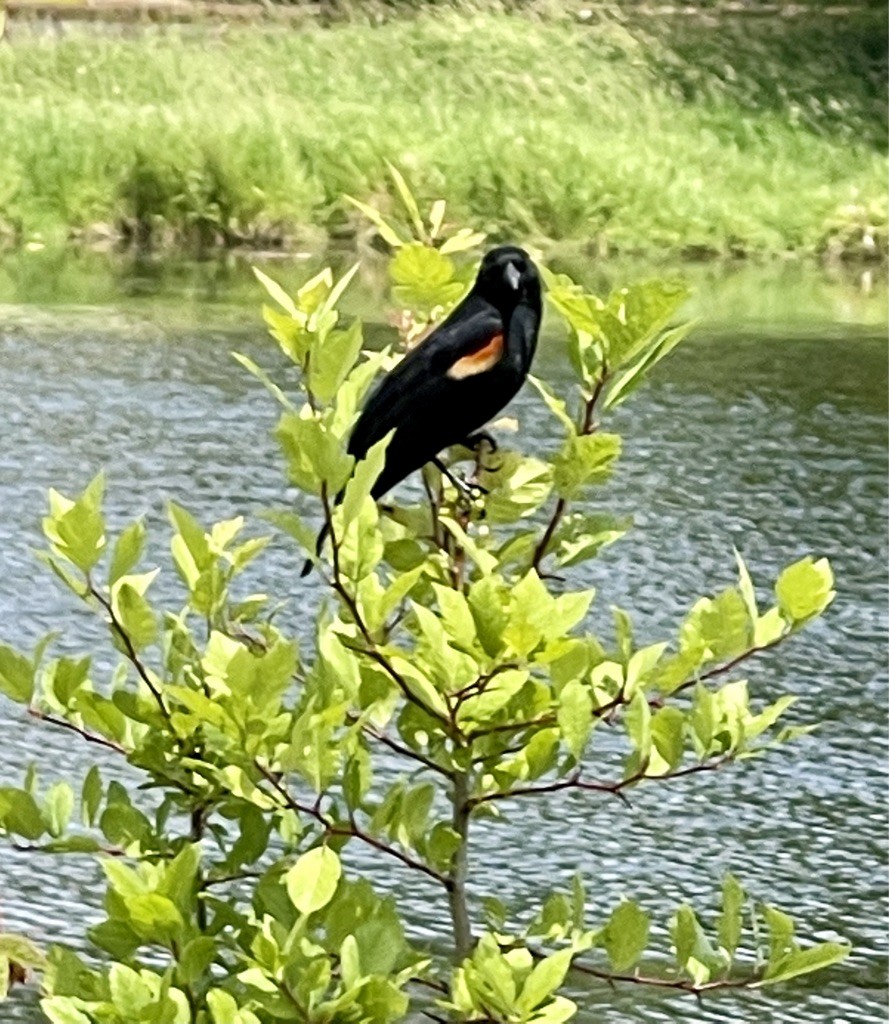 Red-winged Blackbird - ML611183552