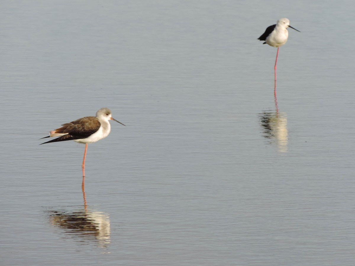 Black-winged Stilt - ML611183599