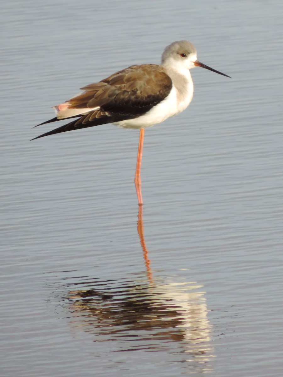 Black-winged Stilt - Kathryn Hyndman