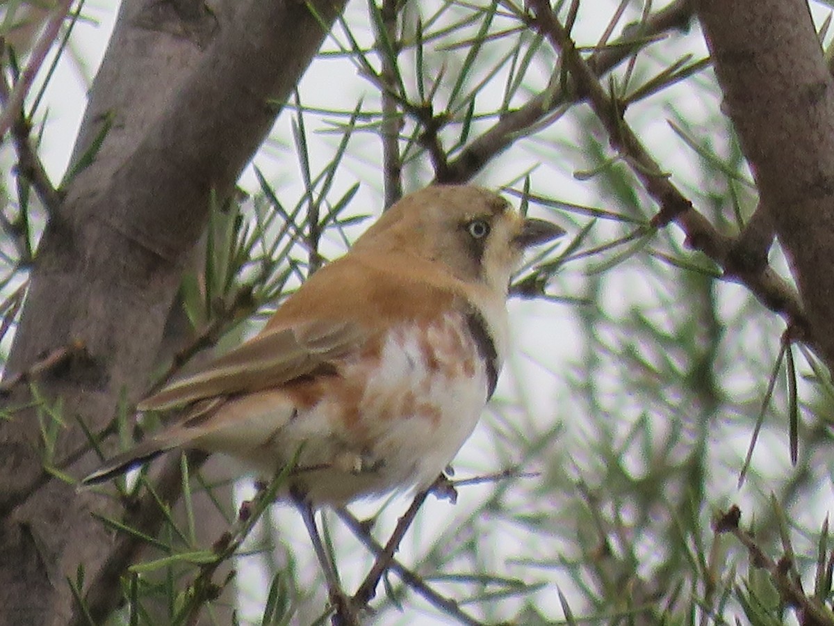 Banded Whiteface - ML611183610