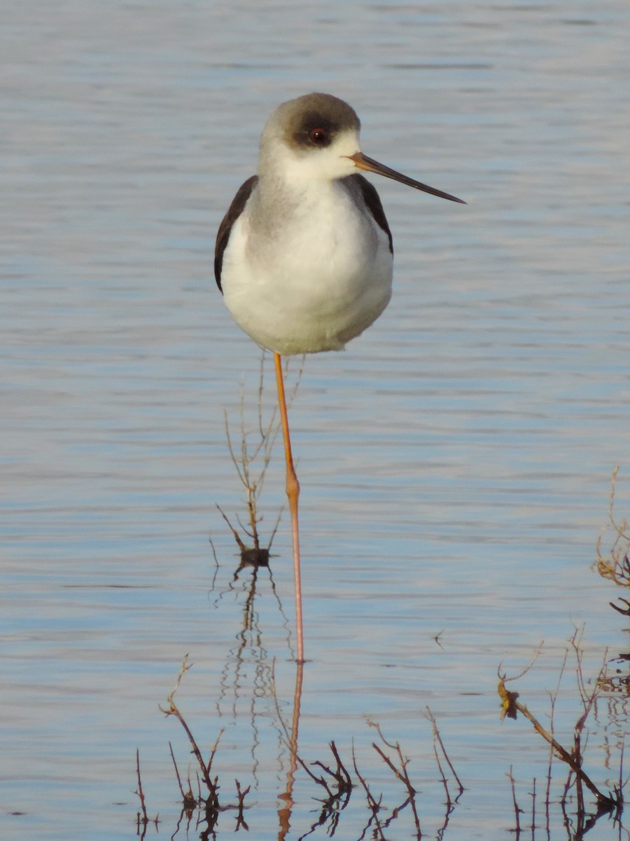 Black-winged Stilt - Kathryn Hyndman