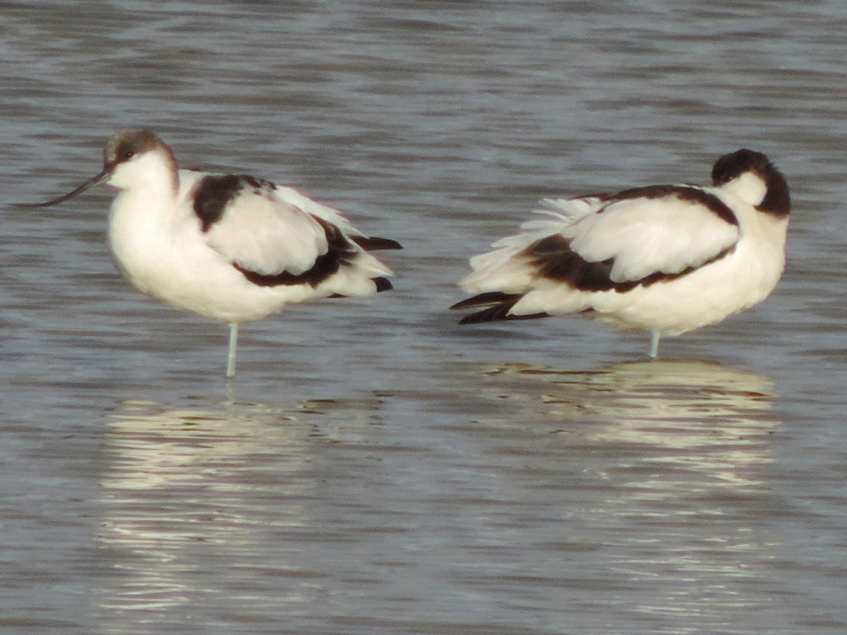 Pied Avocet - ML611183624