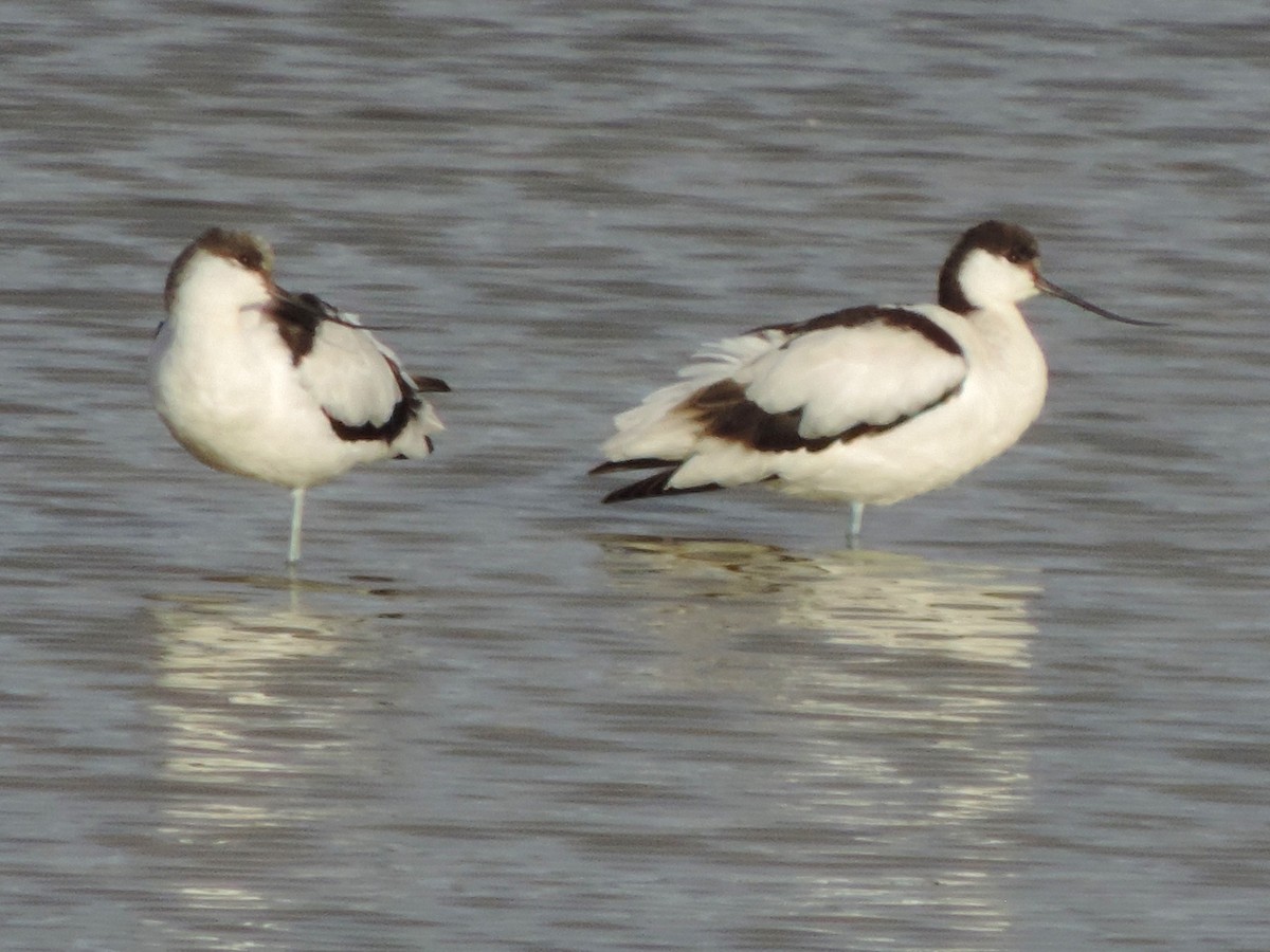 Pied Avocet - Kathryn Hyndman