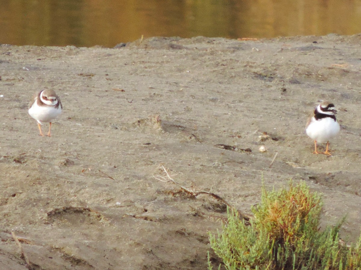 Common Ringed Plover - Kathryn Hyndman