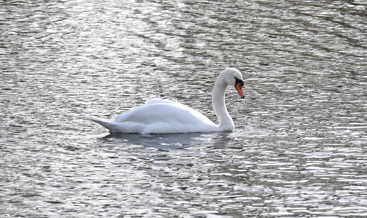 Mute Swan - ML611183643