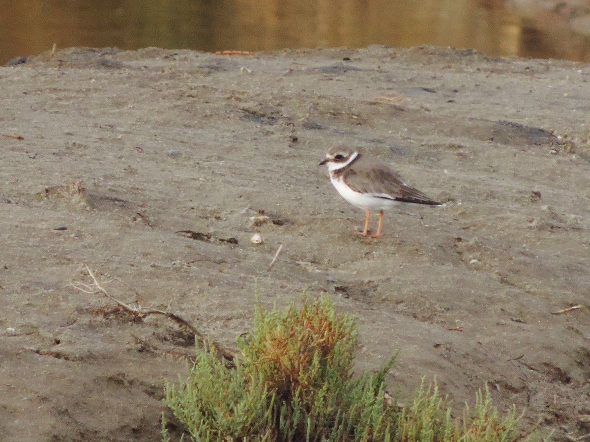 Common Ringed Plover - Kathryn Hyndman