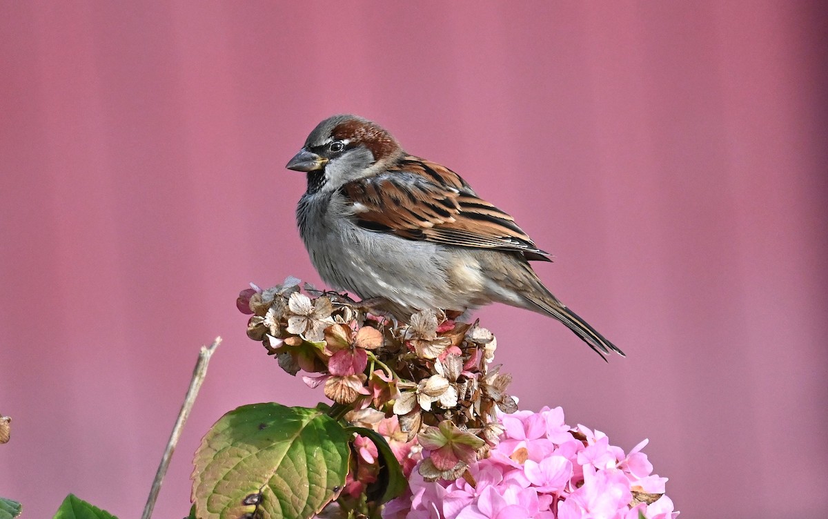 House Sparrow - ML611183655