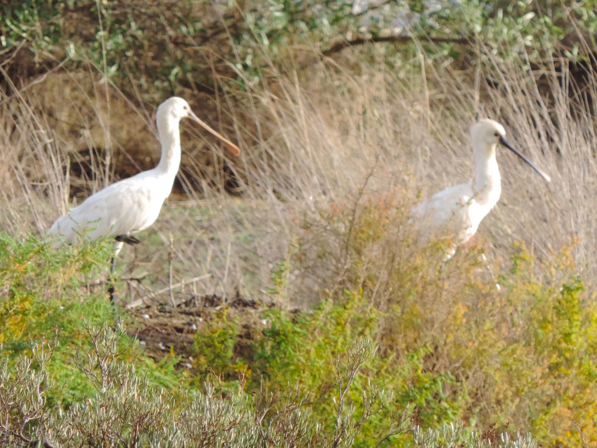 Eurasian Spoonbill - ML611183666