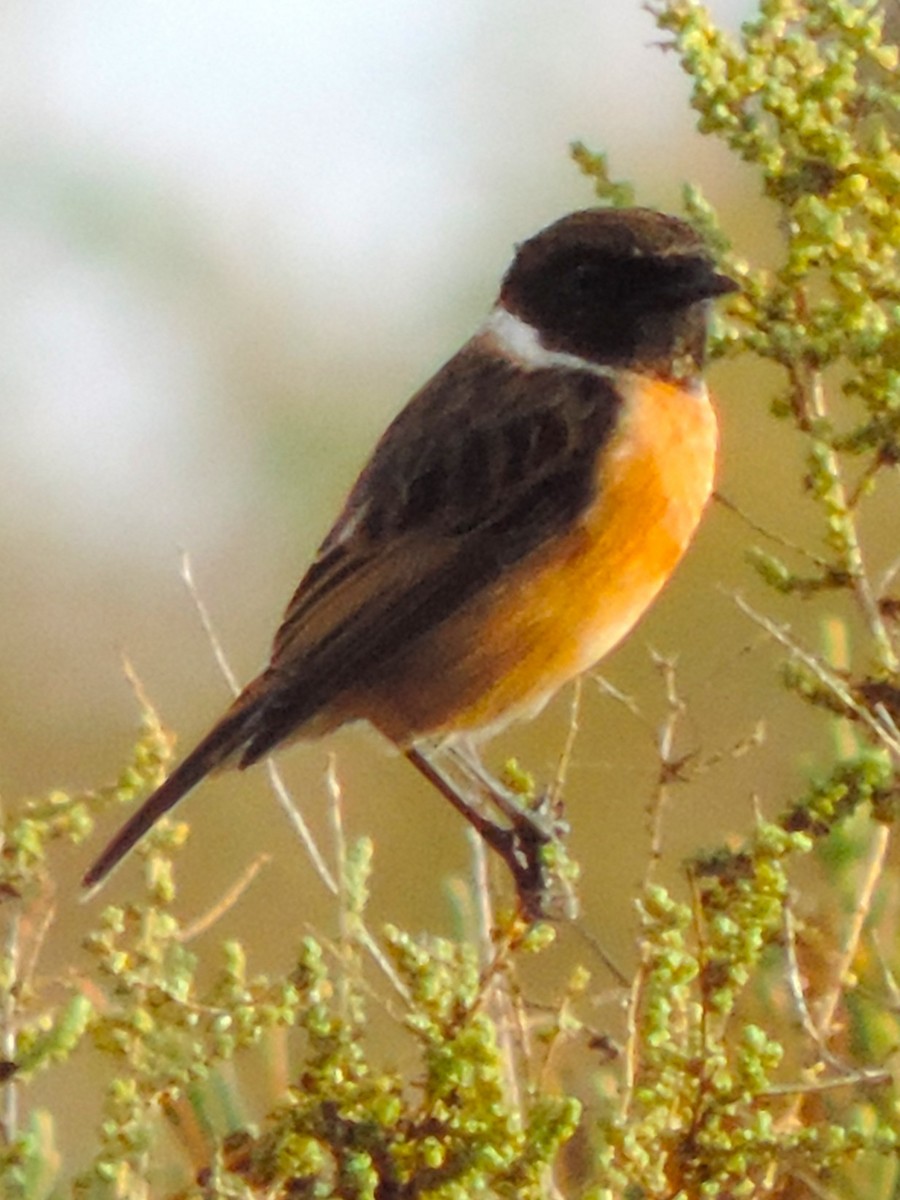 European Stonechat - ML611183693