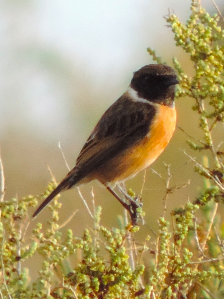 European Stonechat - ML611183694