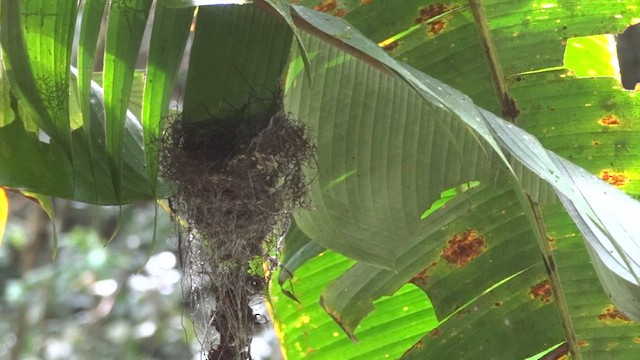 White-tipped Sicklebill - ML611183745