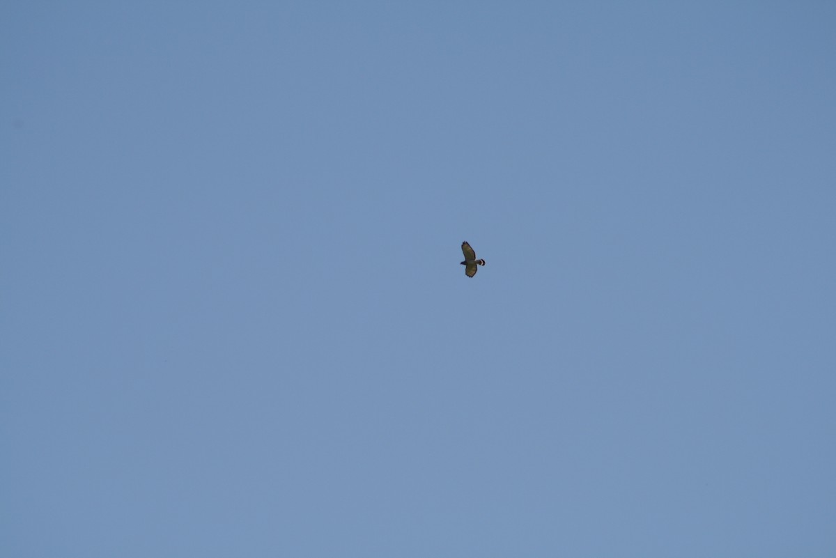 Broad-winged Hawk - ML611183753