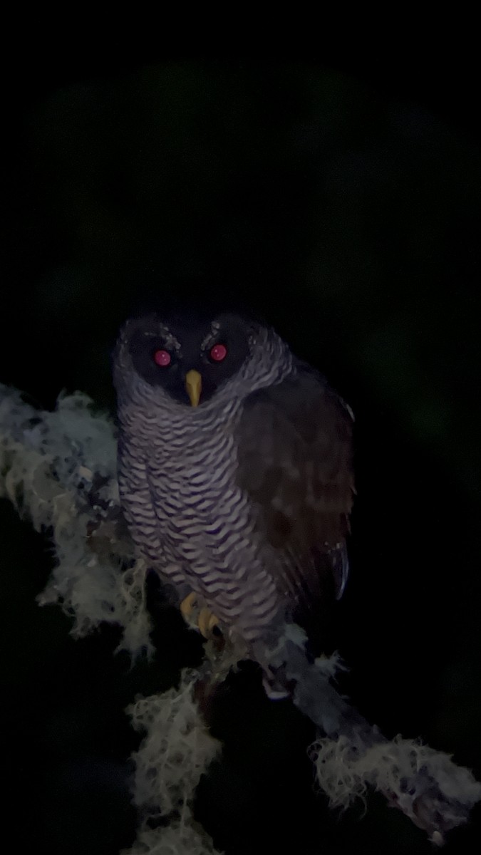 Black-and-white Owl - ML611183817