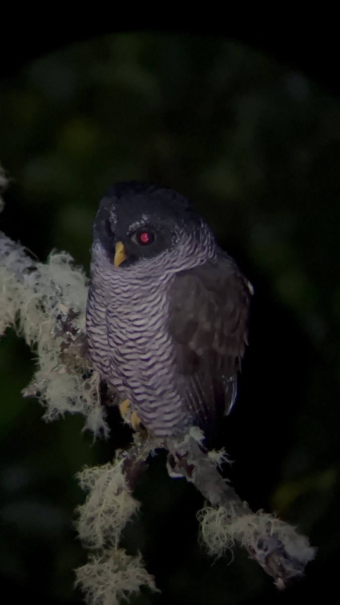 Black-and-white Owl - ML611183818