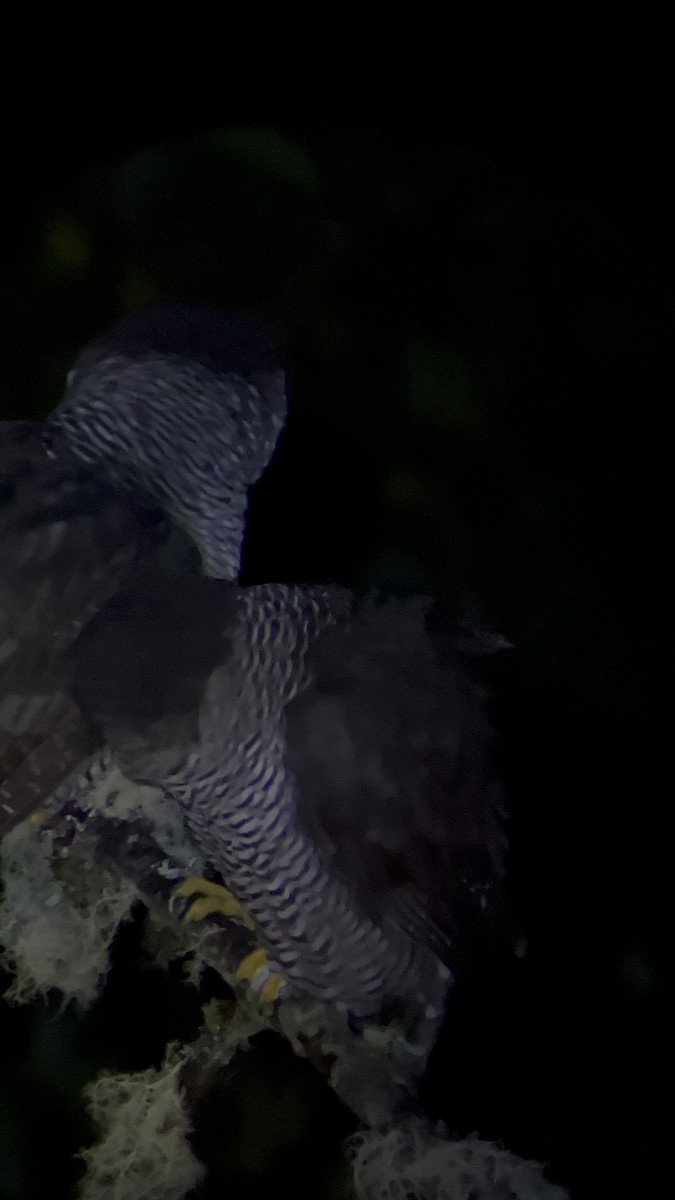 Black-and-white Owl - ML611183819