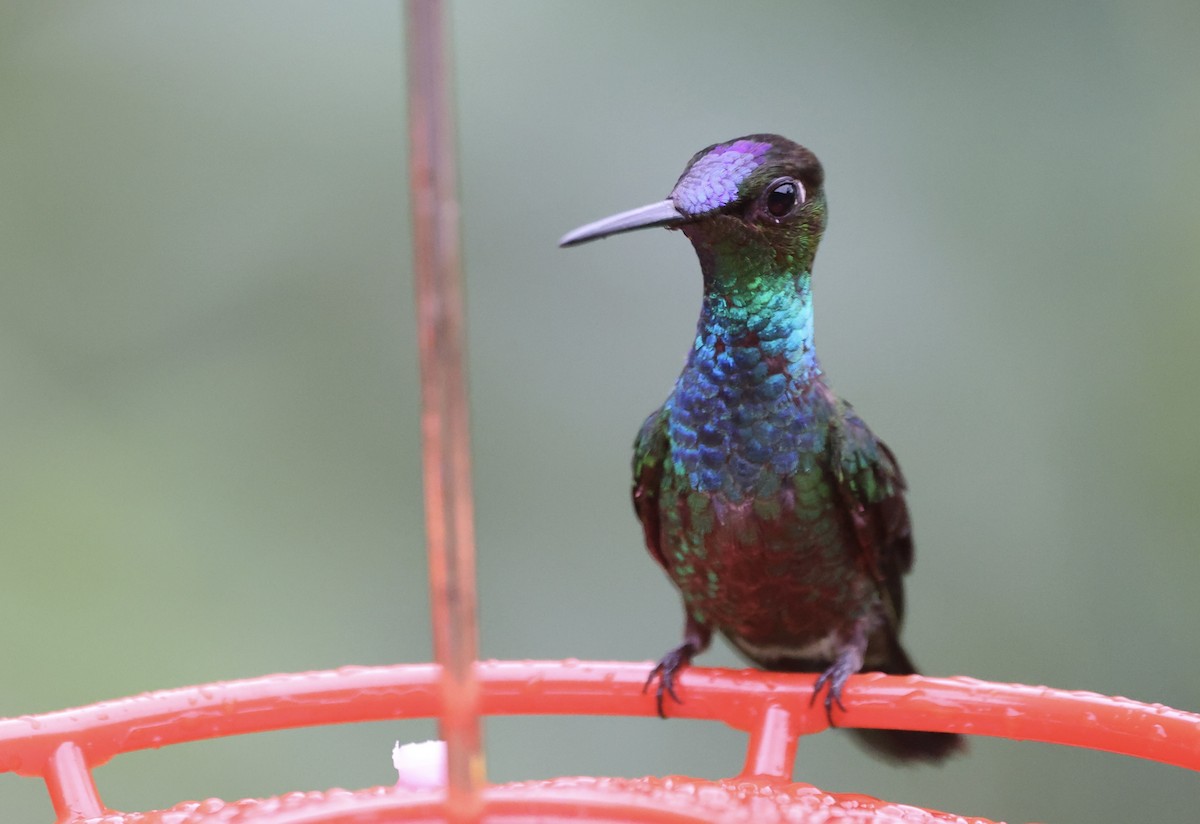 Violet-fronted Brilliant - Keith Maley