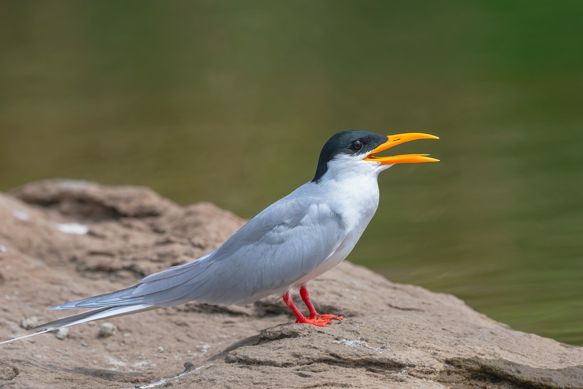 River Tern - Rajkumar Das