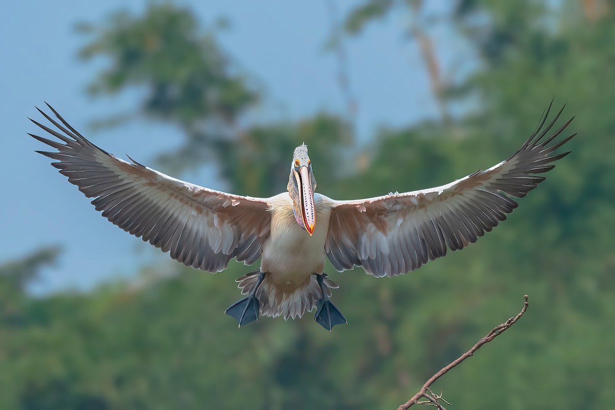 Spot-billed Pelican - ML611183956