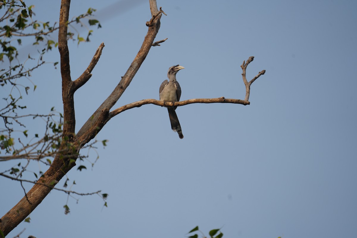 Indian Gray Hornbill - ML611183966