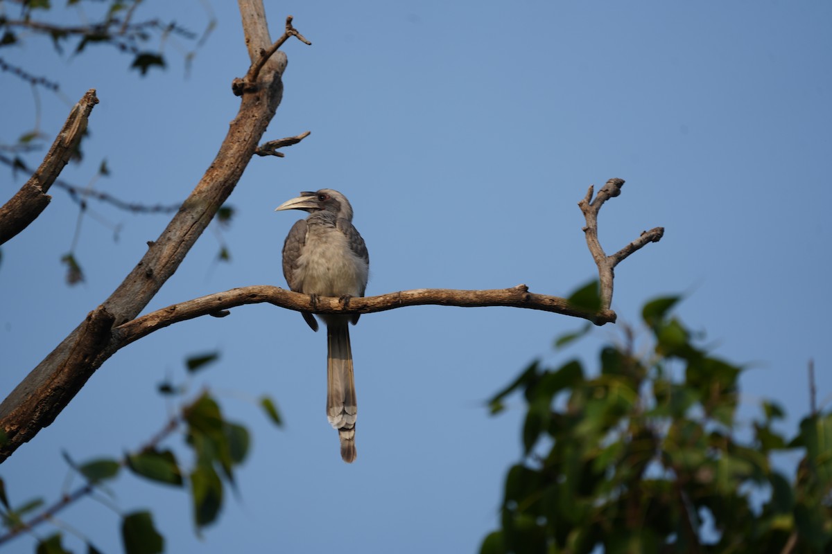 Indian Gray Hornbill - ML611183968