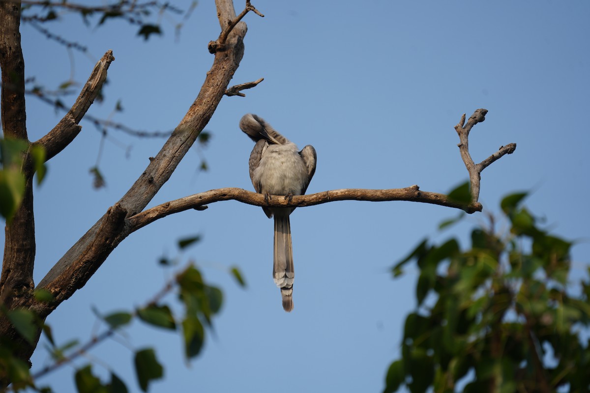 Indian Gray Hornbill - ML611183969
