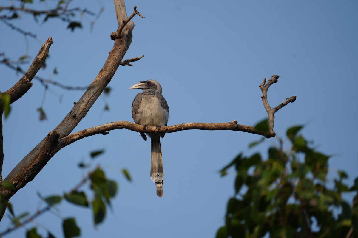 Indian Gray Hornbill - ML611183970