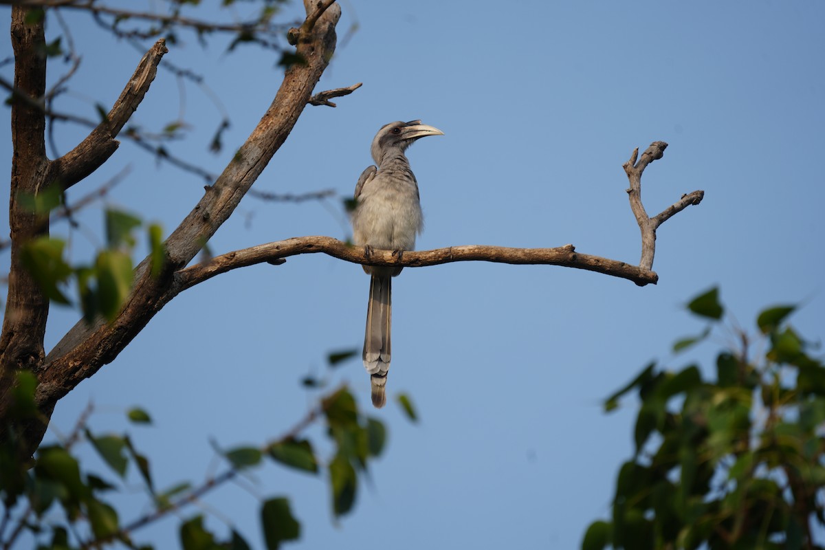 Indian Gray Hornbill - ML611183971