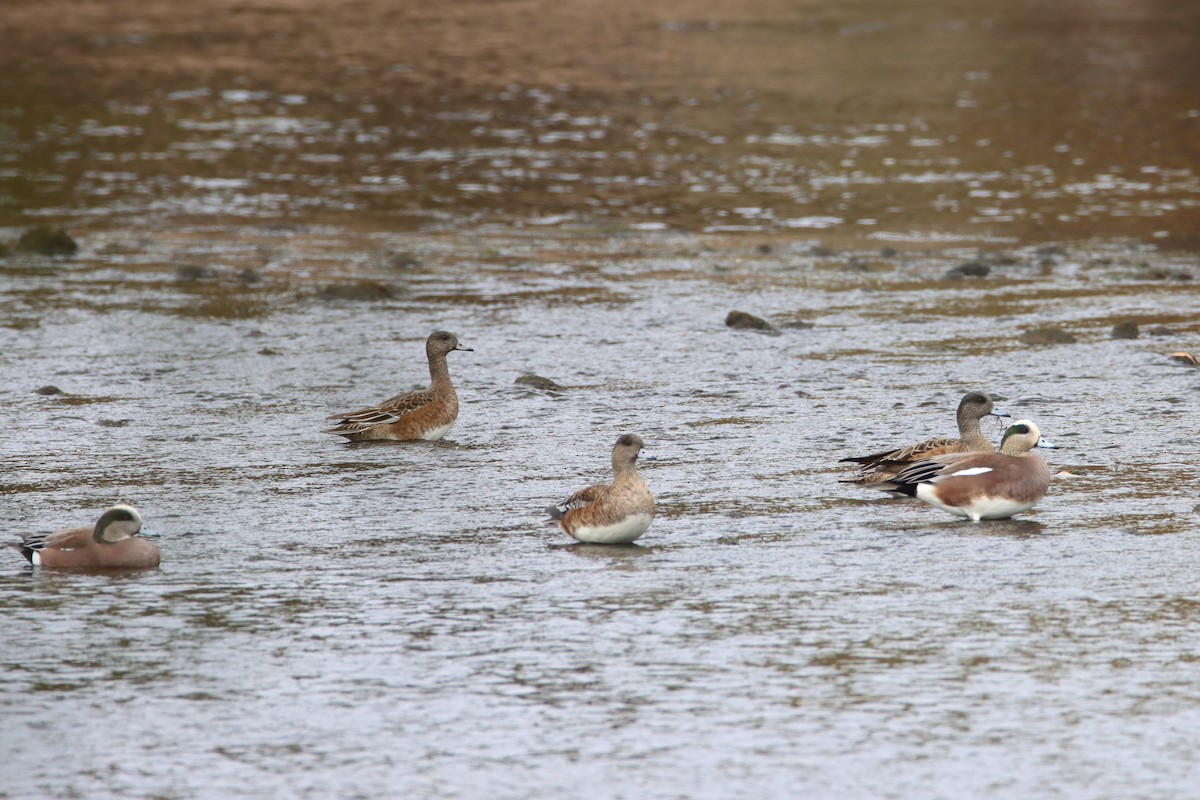 American Wigeon - Diana Spangler