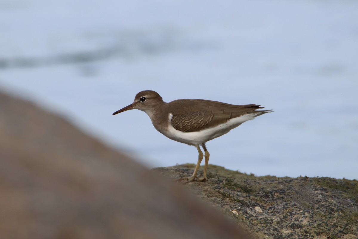 Spotted Sandpiper - Diana Spangler