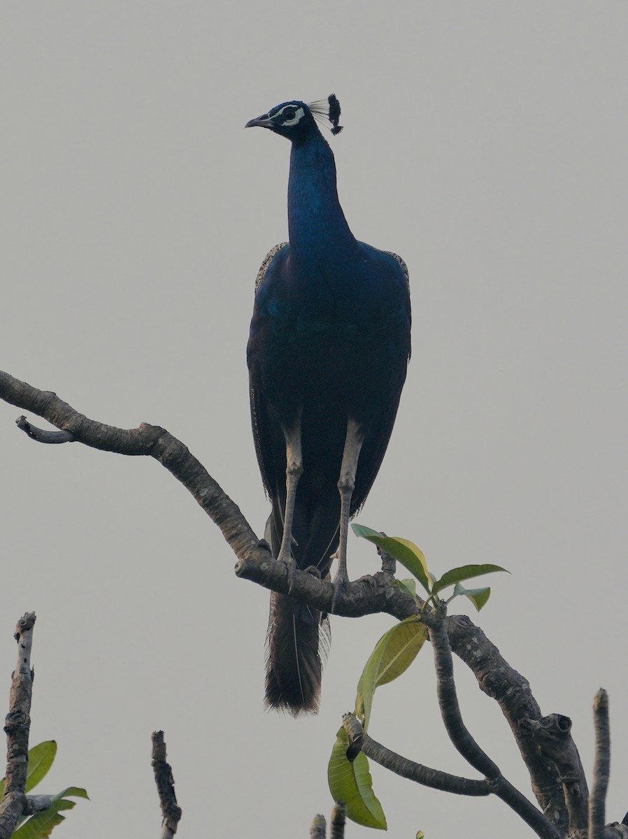 Indian Peafowl - ML611184119