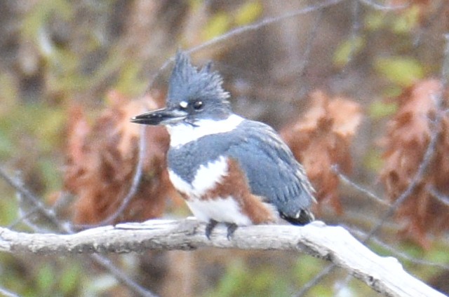 Belted Kingfisher - ML611184174