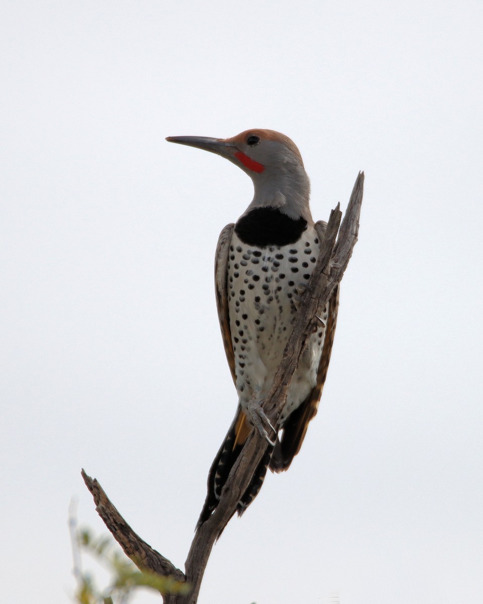 Gilded Flicker - ML611184222