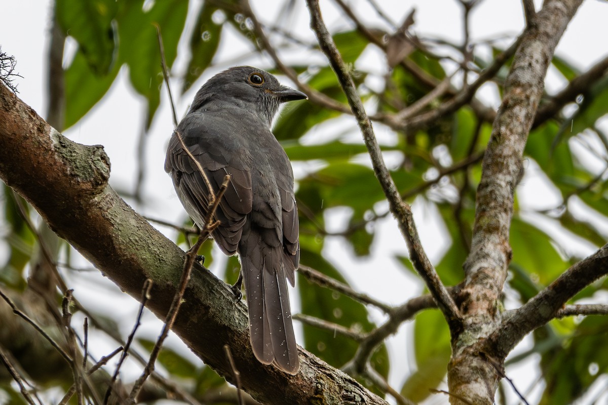 Chestnut-capped Piha - ML611184229