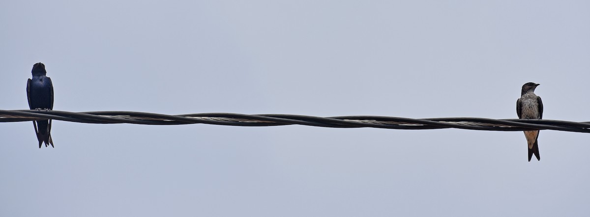 Hirondelle gracieuse - ML611184287