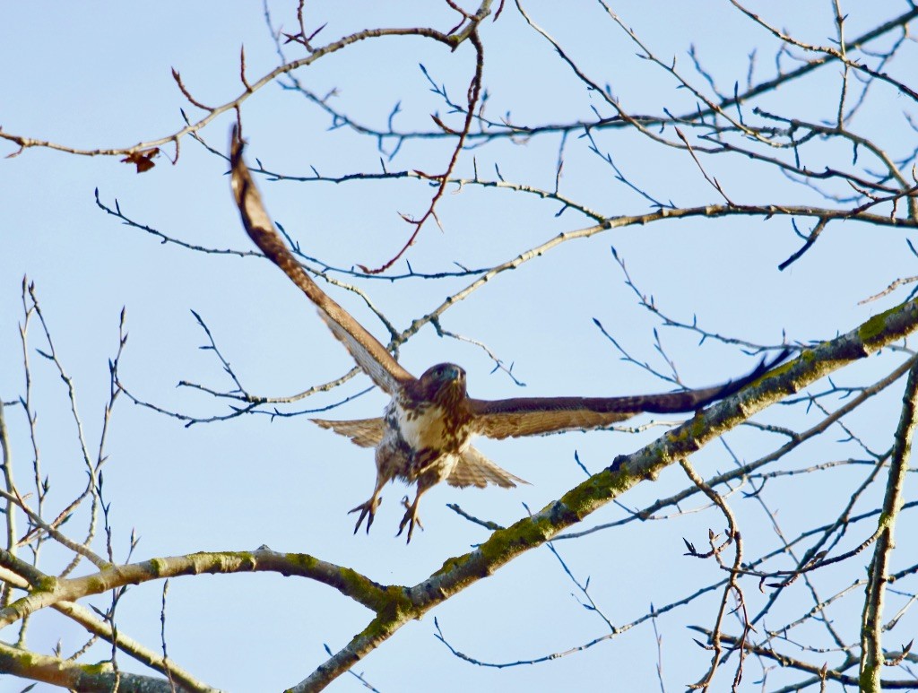 Red-tailed Hawk - ML611184327