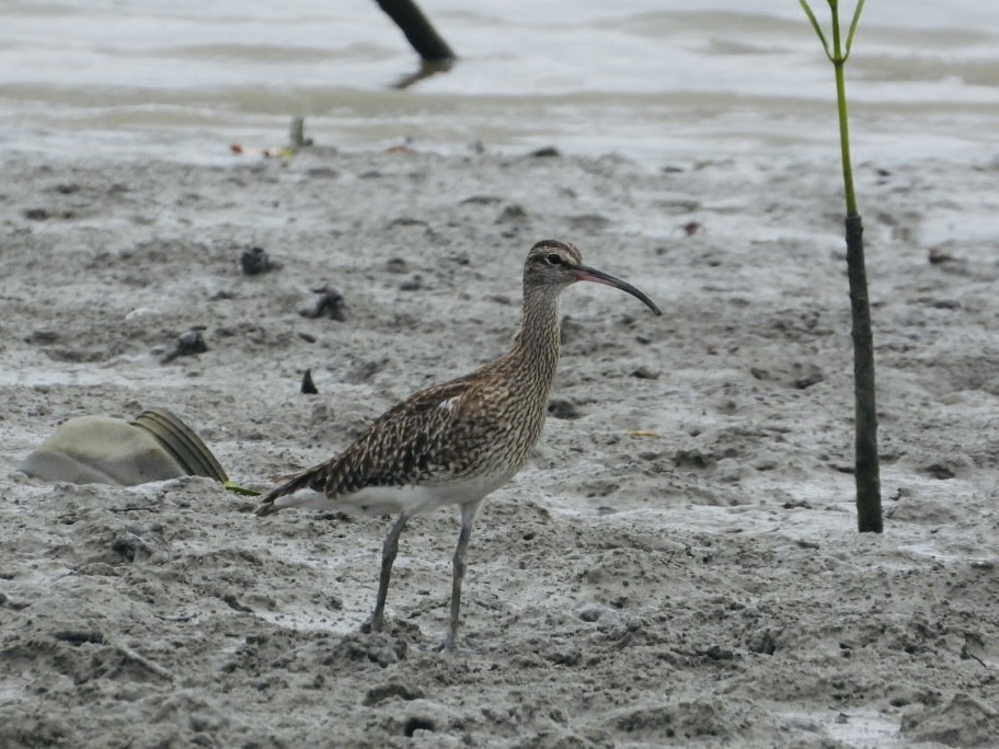 Whimbrel - ML611184384