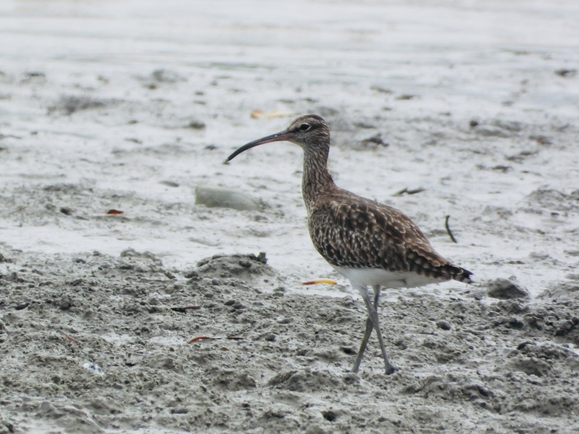 Whimbrel - ML611184387