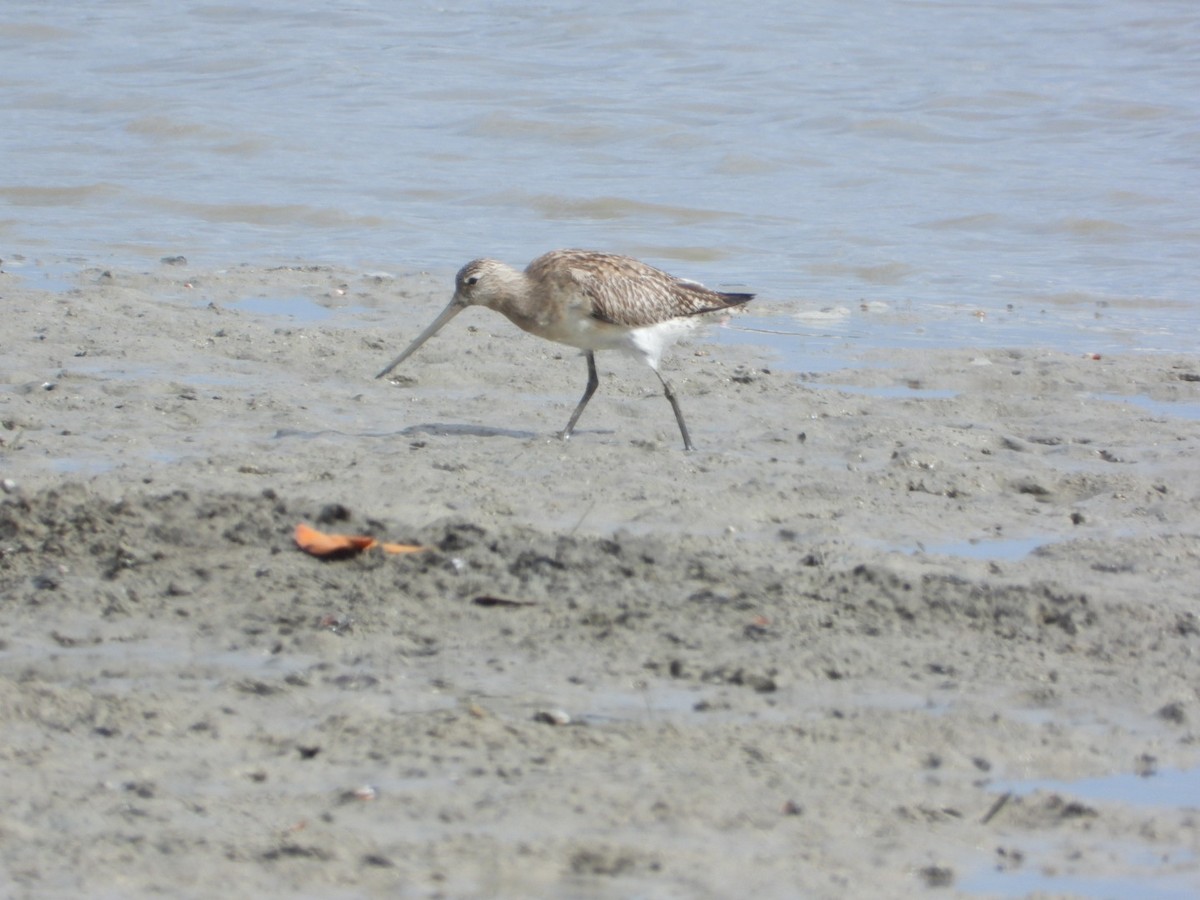 Bar-tailed Godwit - ML611184421