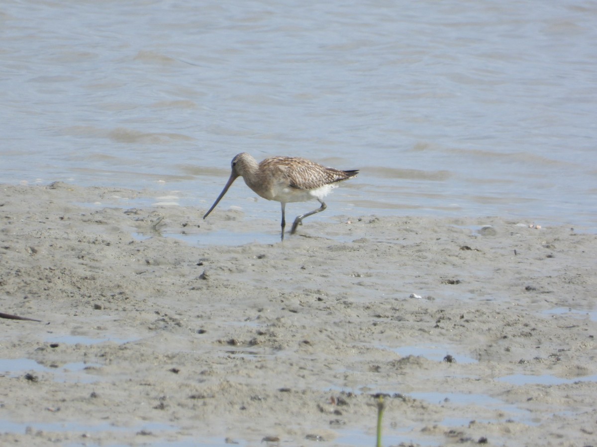 Bar-tailed Godwit - ML611184422