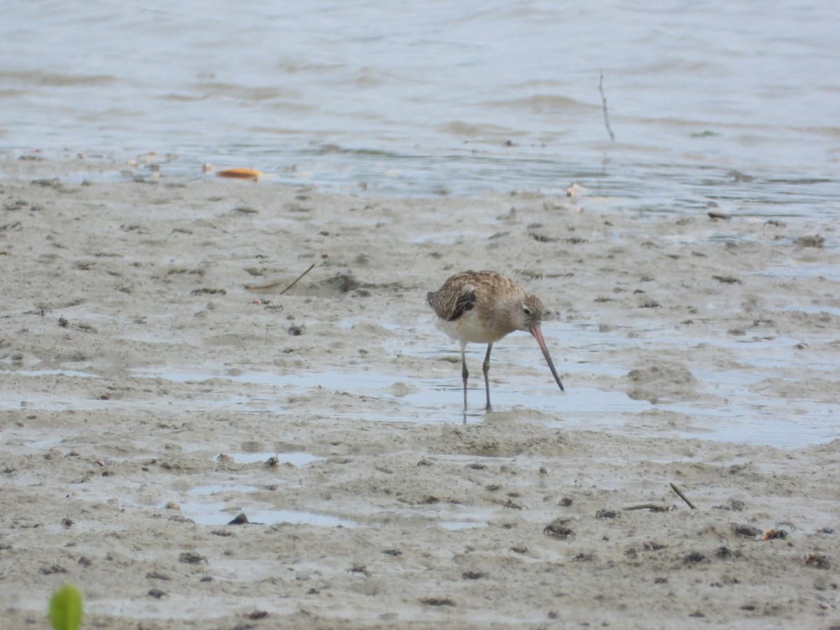 Bar-tailed Godwit - ML611184423