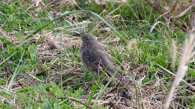 Sage Thrasher - ML611184461