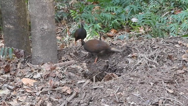 Orange-footed Megapode - ML611184491