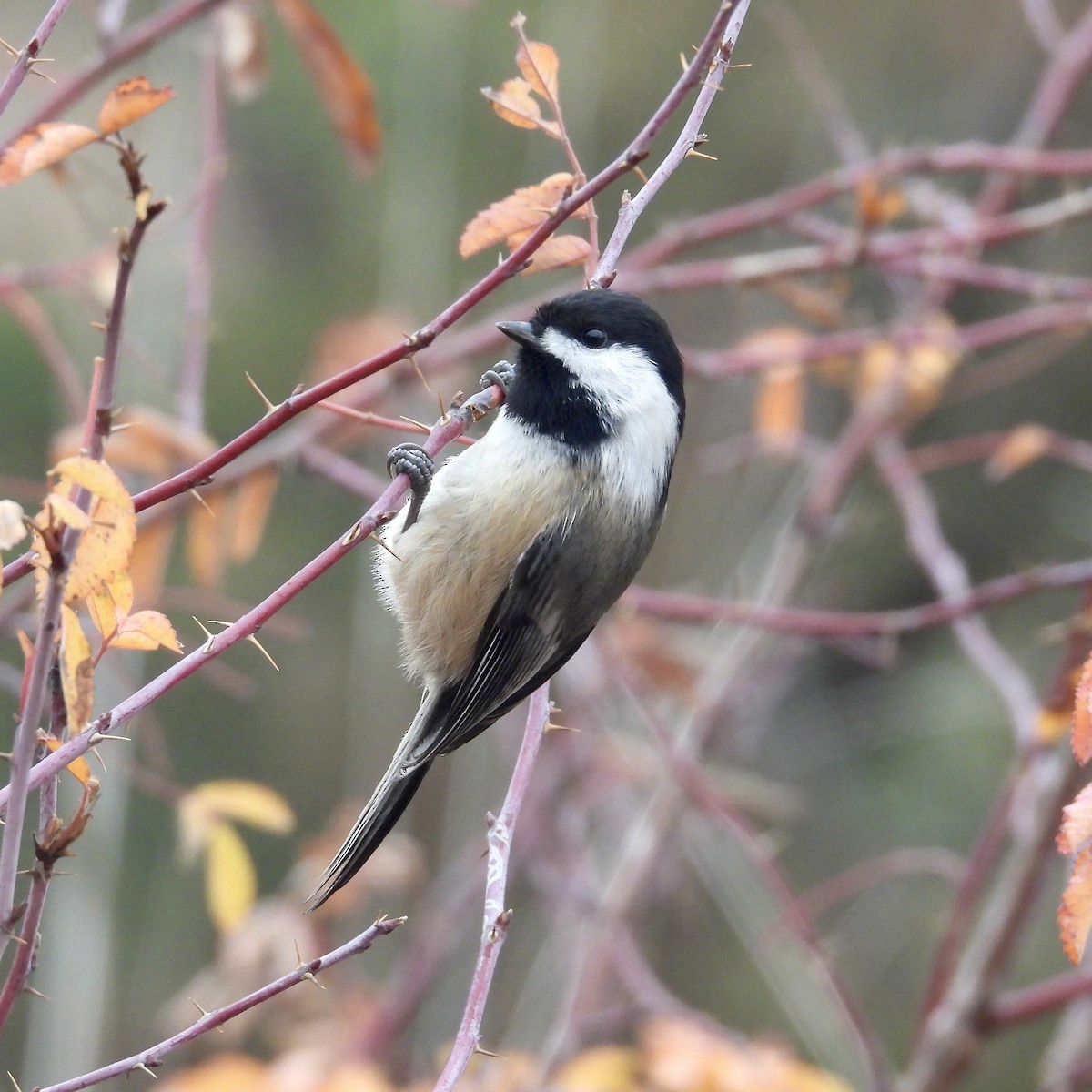 Black-capped Chickadee - ML611184500