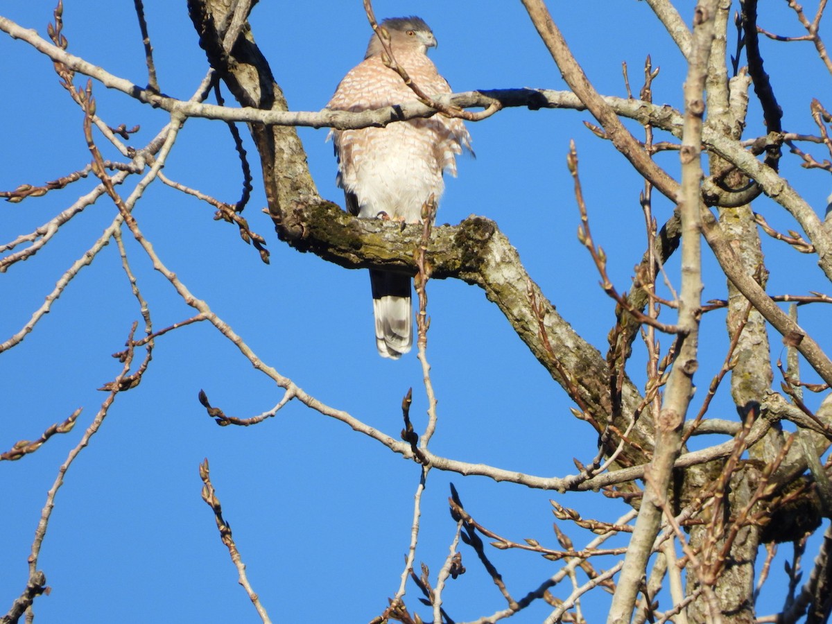 Cooper's Hawk - ML611184529